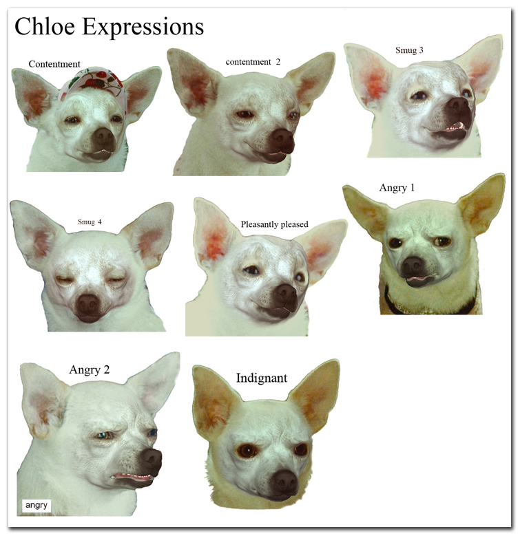 Is Chloe From Beverly Hills Chihuahua Still Alive?